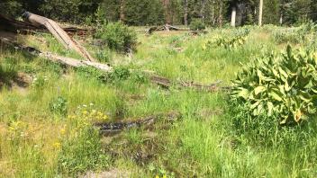 Upper Transect Channel (upstream)