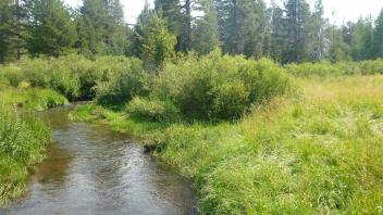 Upper Transect Channel (upstream)
