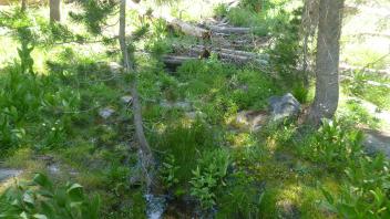 Upper Transect Channel (upstream)