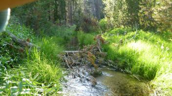 Upper Transect Channel (upstream)