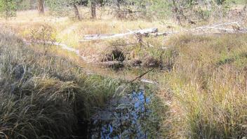 Upper Transect Downstream