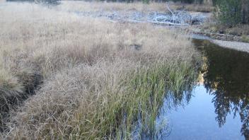 Upper Transect Downstream