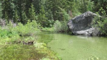 Upper Transect Downstream