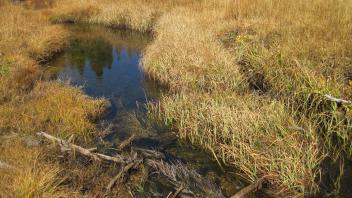 Upper Transect Downstream