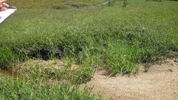 Upper Transect Left to Right Channel Across