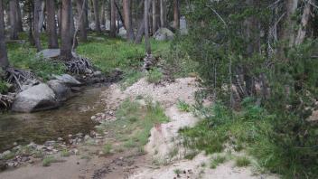 Upper Transect Left to Right Upstream