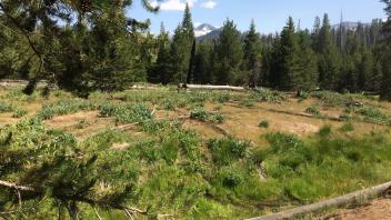 Upper Transect Overview (right to left)