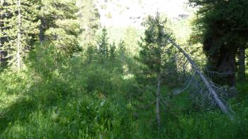 Upper Transect Overview (right to left)