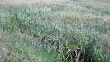 Upper Transect Right to Left Upstream