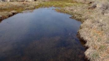 Upper Transect Second Channel (downstream)