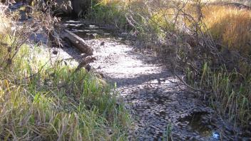 Upper Transect Upstream