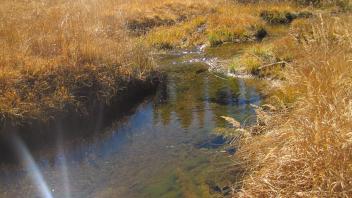 Upper Transect Upstream