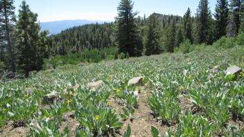 Upper meadow, facing SE, sloped