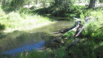 Upper transect looking downstream at side channel