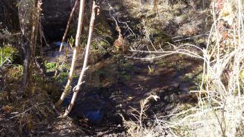 Upper vegetation transect - tributary channel