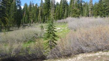 Upstream Transect (left to right)