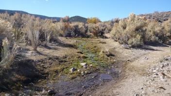 Upstream from road
