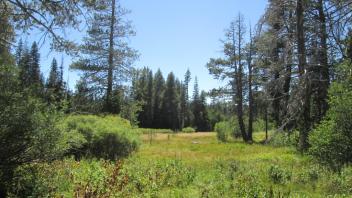 View Down Meadow