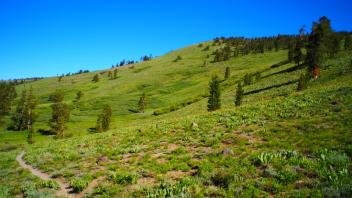 View from trail across meadow