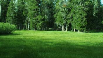 View of meadow at transect 1 (left)