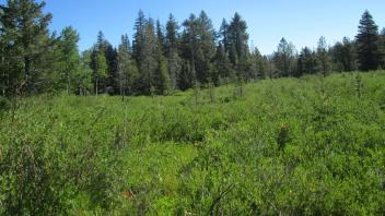 Willow - no transect possible