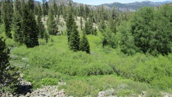 Willow section delineated as meadow in UCDavis shapefil