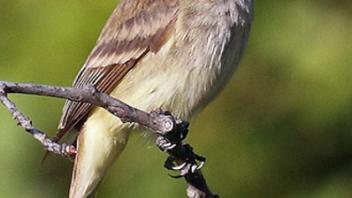 flycatcher