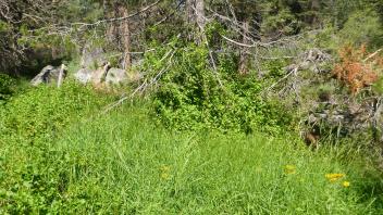 lodgepole at top of headcut 1