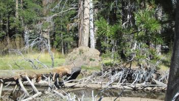 transect 2, crossing