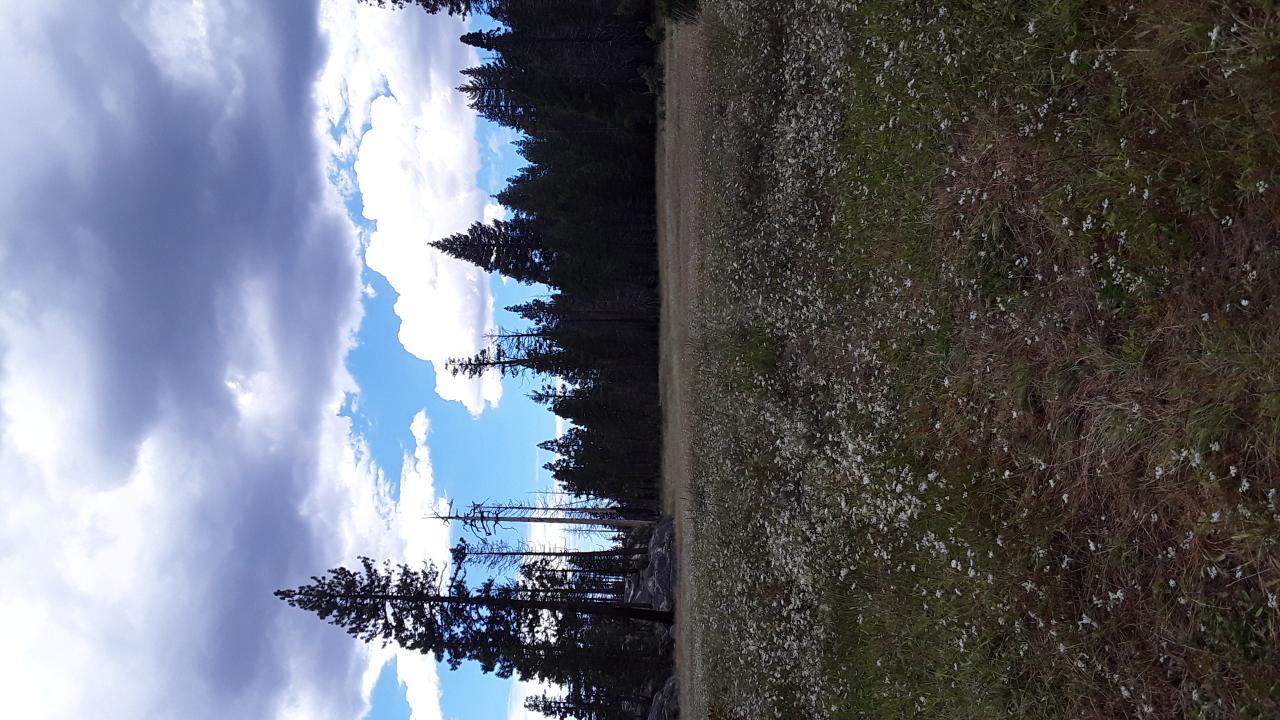 West Forni white flowers