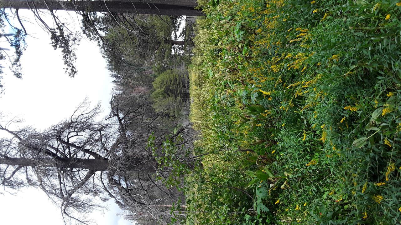 Lower Forni overgrowth