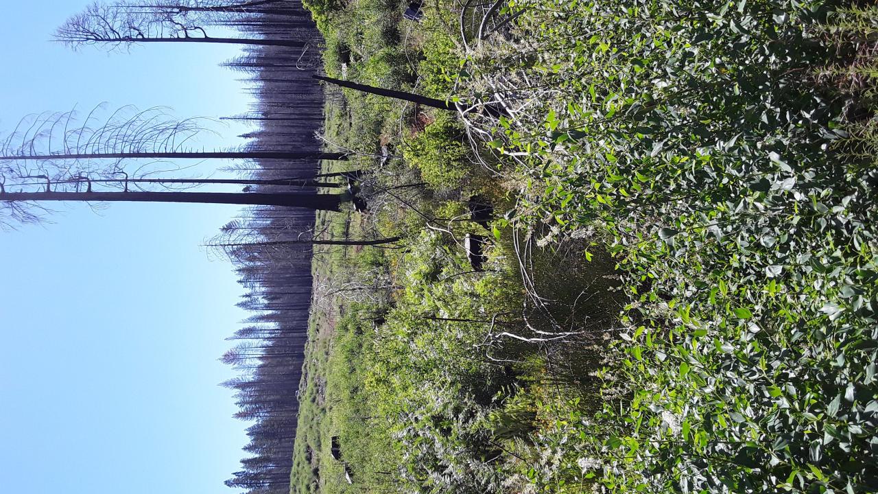 Grizzly Meadow