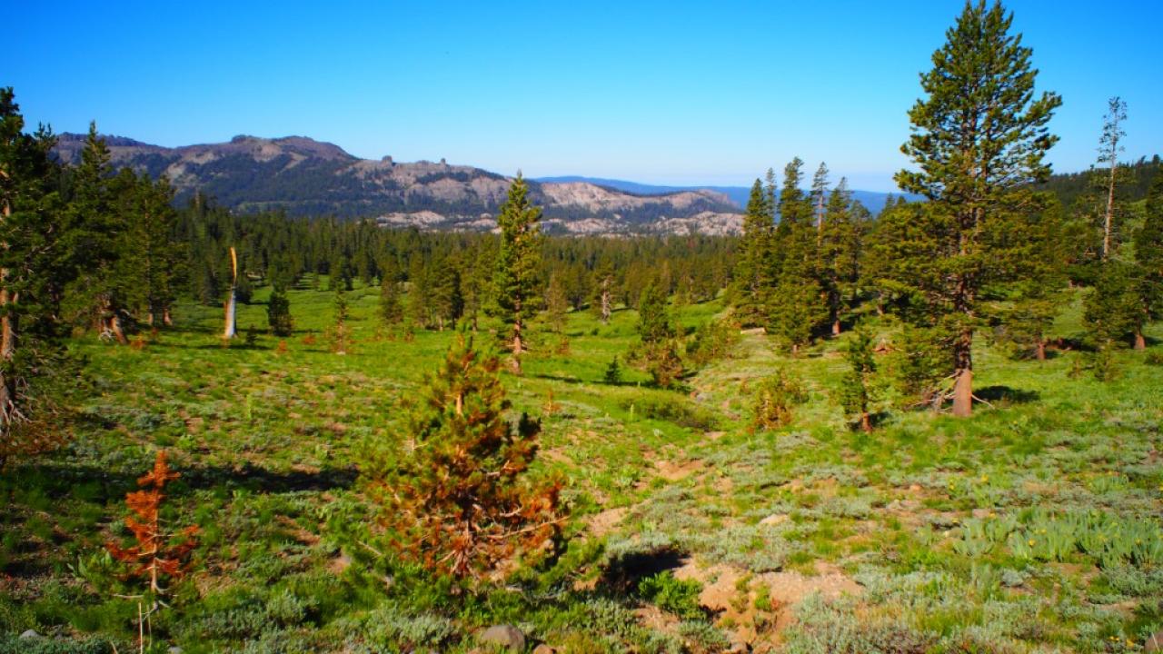 A channel from the trail at mid-meadow