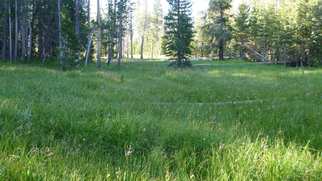 Biggest meadow fragment (bottom to top)