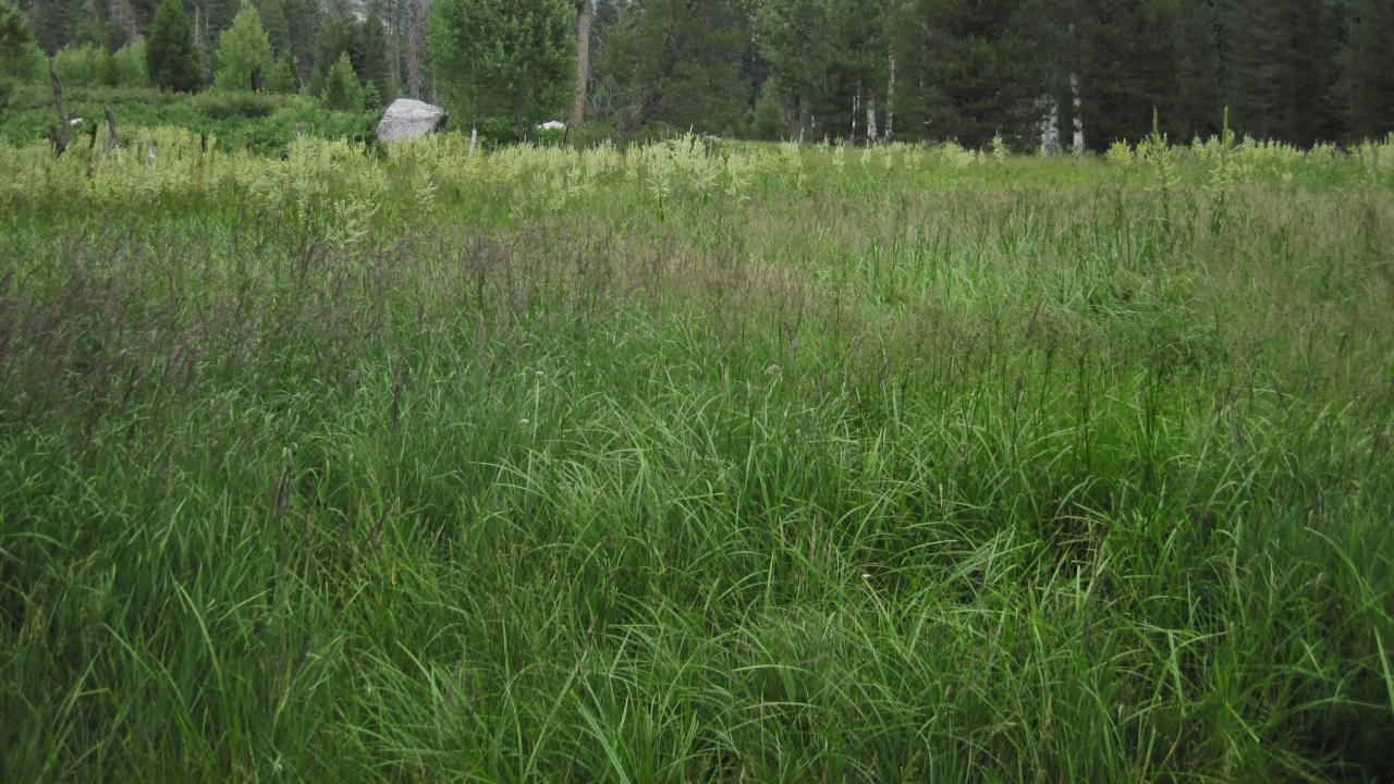 Bottom of Meadow