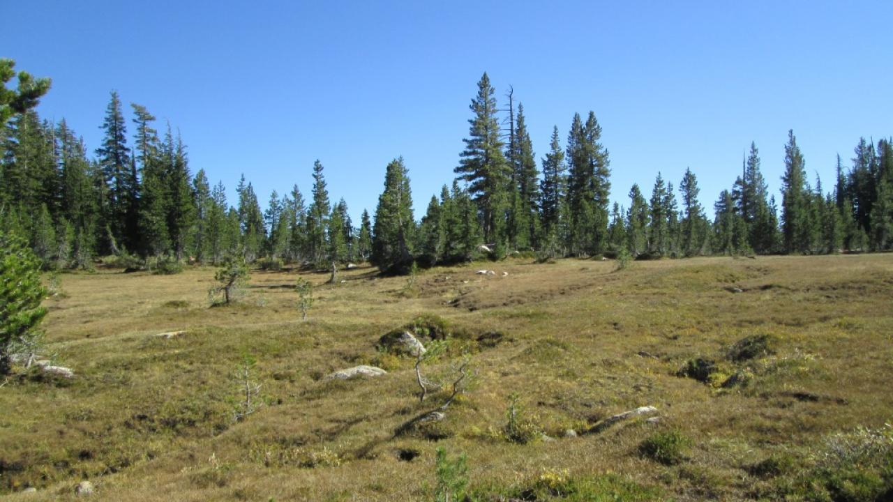 Bottom of Meadow