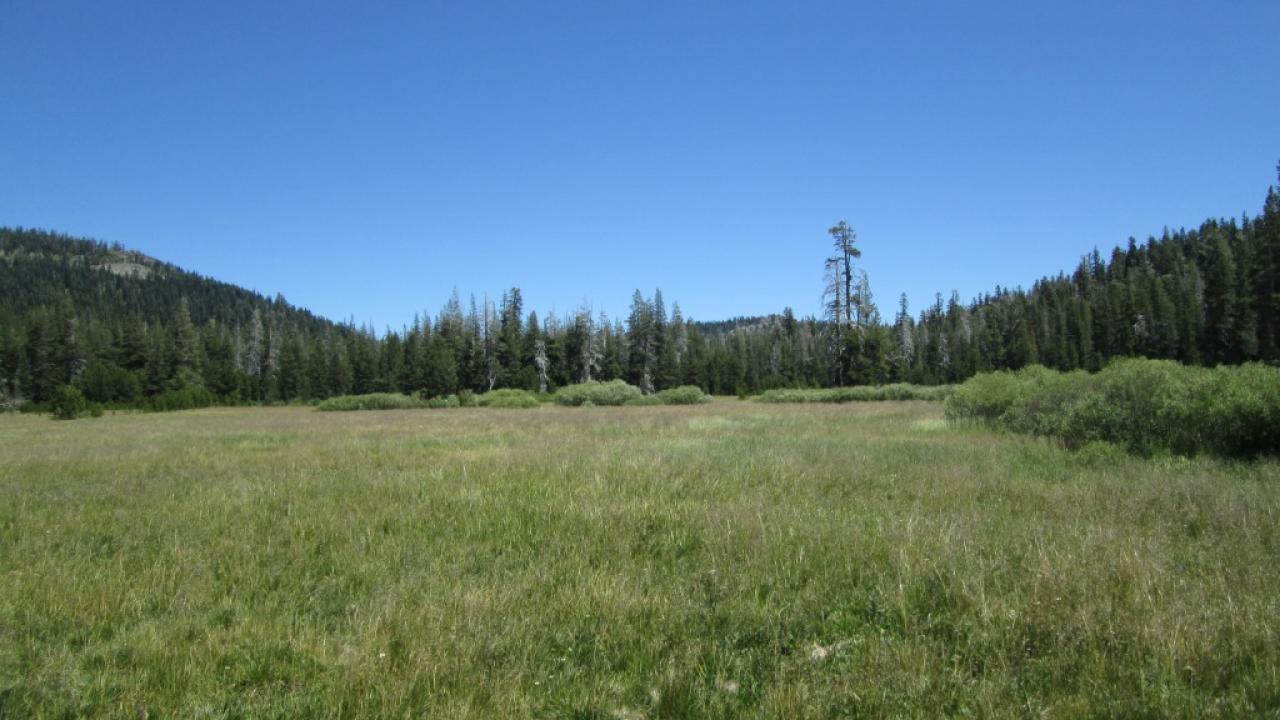 Bottom of Meadow
