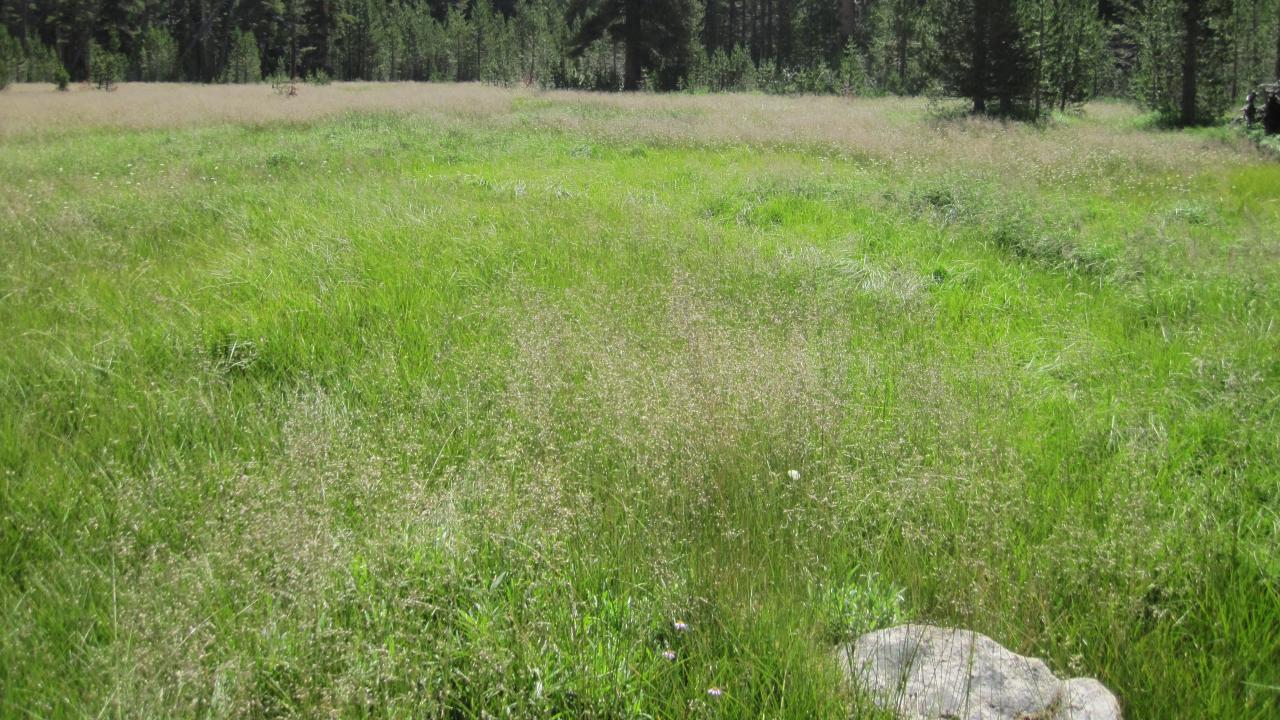 Bottom of Meadow