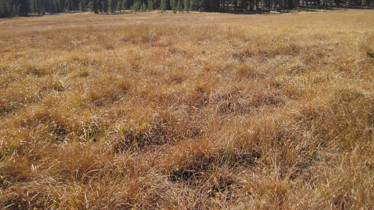 Bottom of Meadow