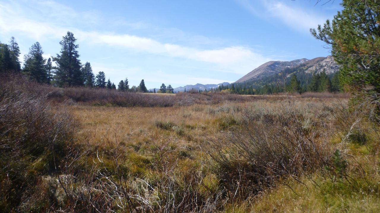 Bottom of Meadow