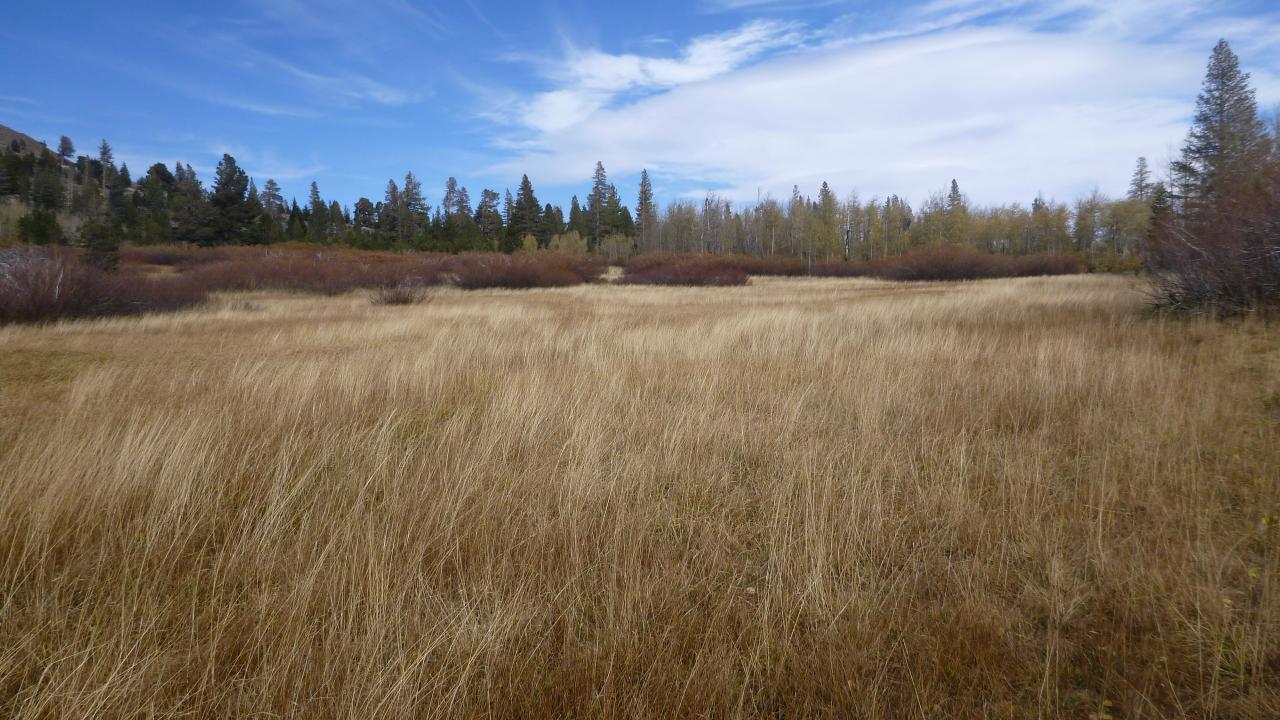 Bottom of eastern-most wet meadow