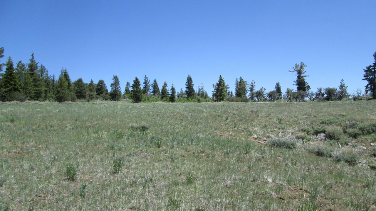 Bottom of lower meadow