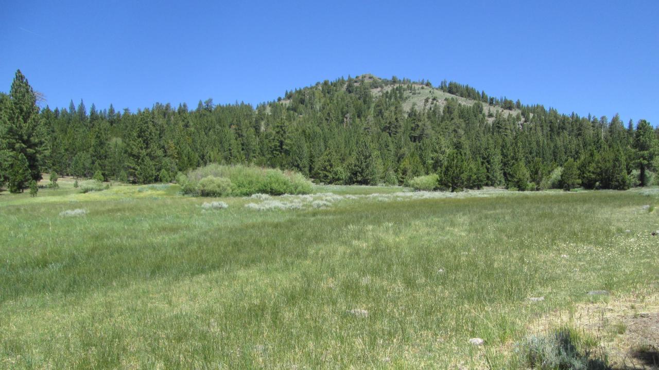 Bottom of meadow looking north