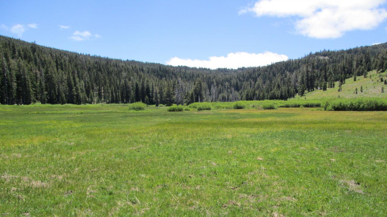 Bottom of meadow looking south
