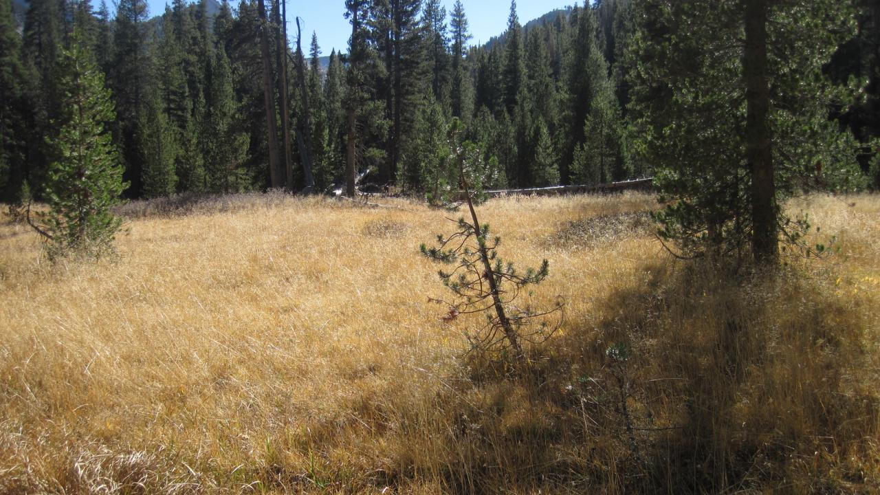 Bottom of meadow