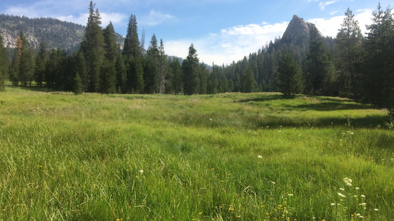 Bottom of meadow
