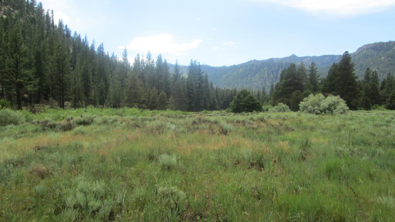 Bottom of meadow