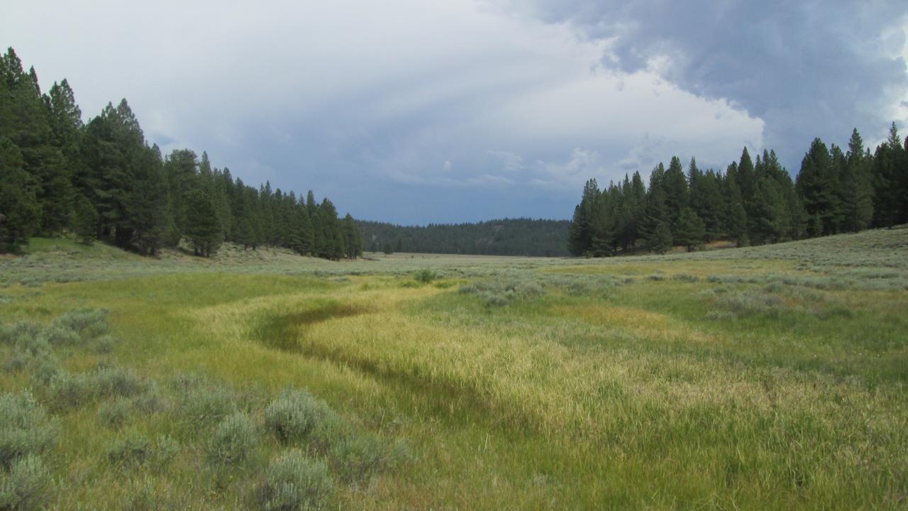 Bottom of meadow