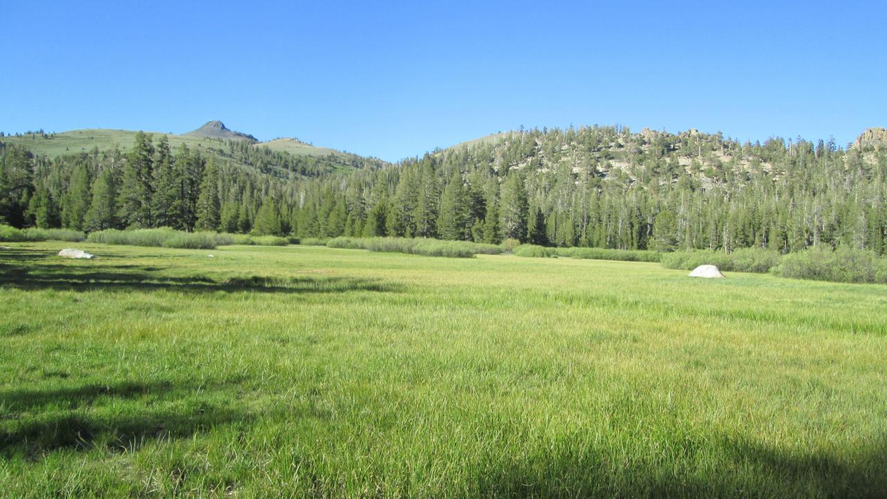 Bottom of meadow