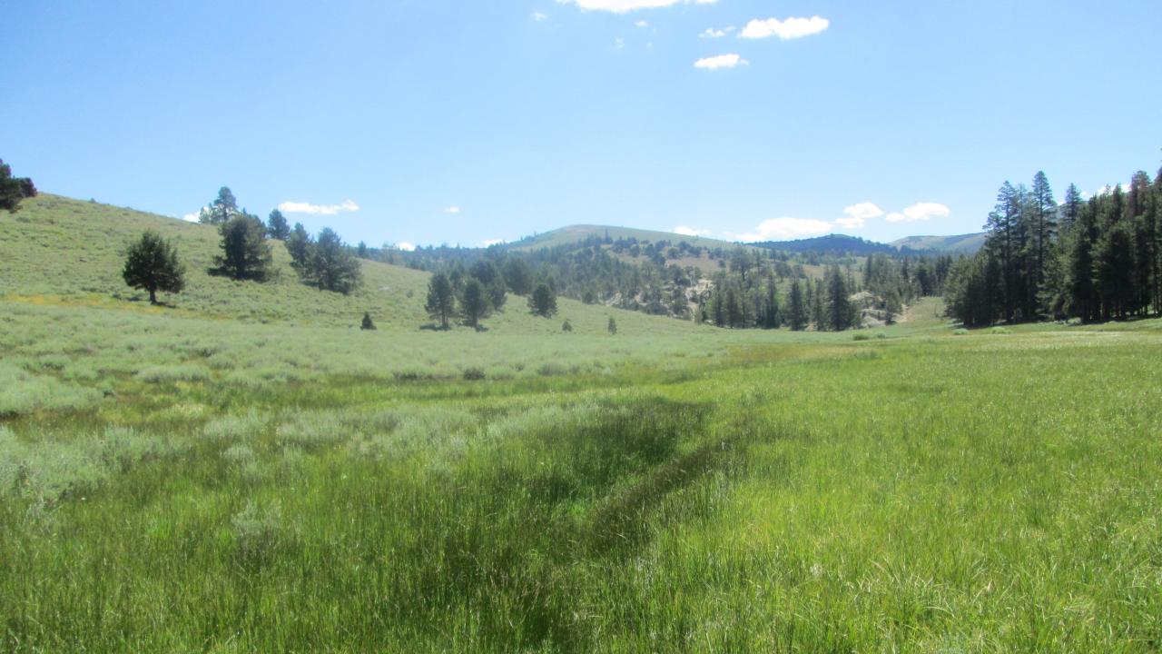 Channel at middle transect, looking downstream